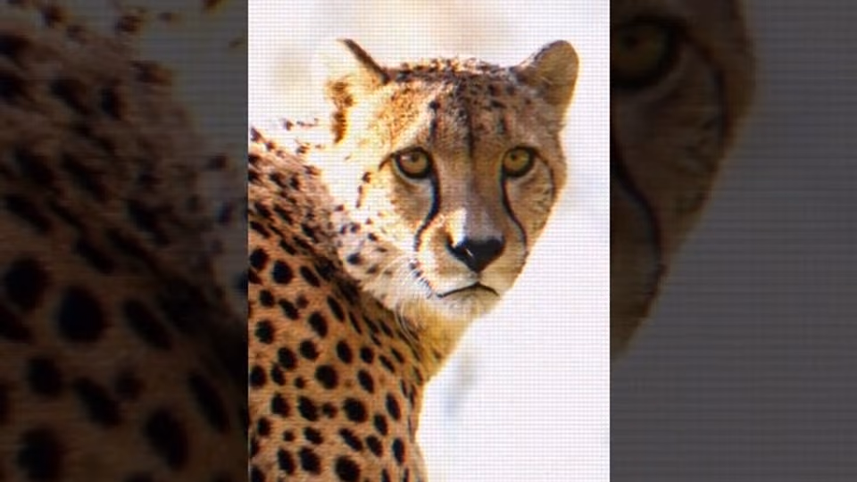 Les 3 animaux les plus rapides du monde !