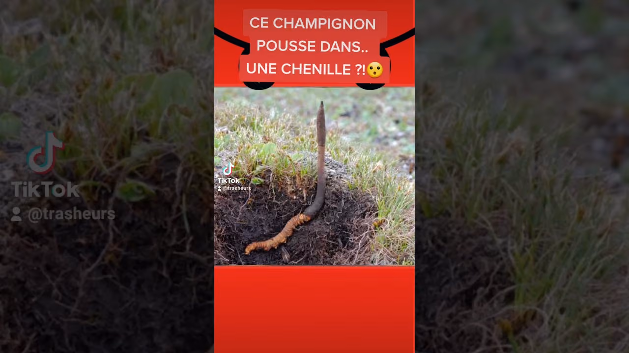 Ce champignon pousse dans.. une chenille ?!