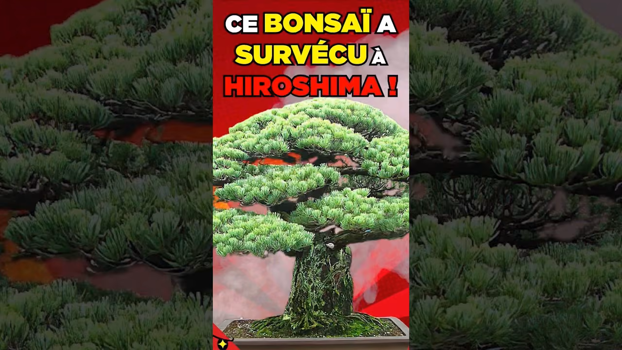 Ce BONSAÏ a SURVÉCU à HIROSHIMA !